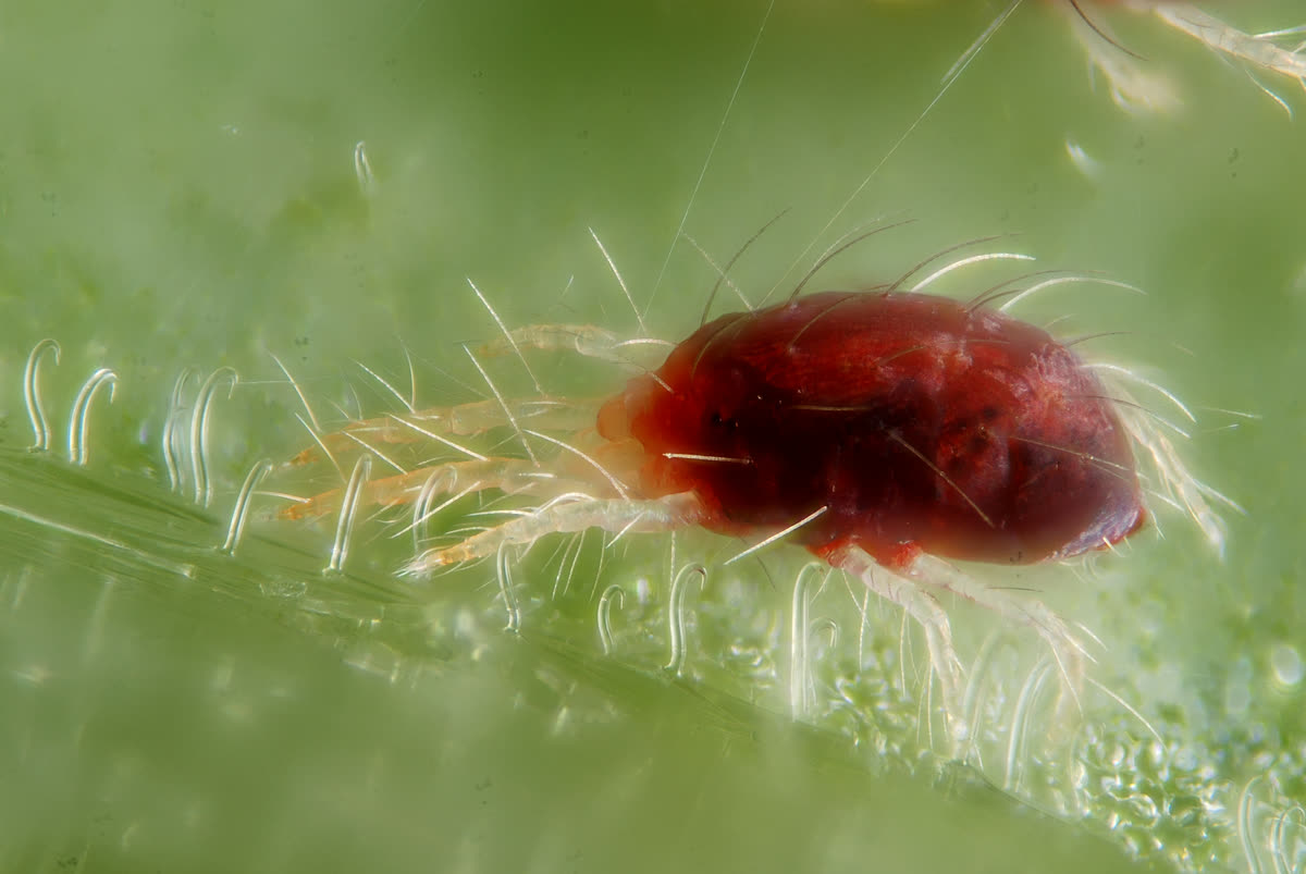 Ácaro de araña roja (Tetranychus urticae) sobre una hoja verde, rodeado de finos hilos de tela