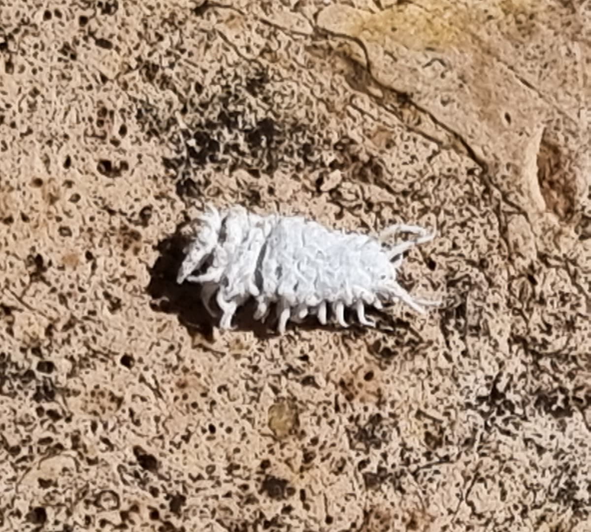 Cochinilla algodonosa, insecto cubierto de una cera blanca con aspecto de algodón