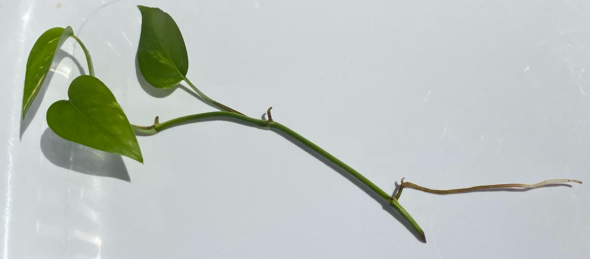 Esqueje de potos (Epipremnum aureum) con un nudo y raíces ya formadas, listo para plantar