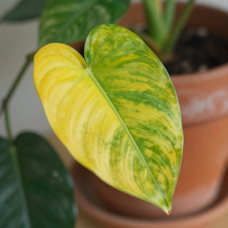 Primer plano de una hoja de planta de interior con la mitad amarilla y la mitad verde