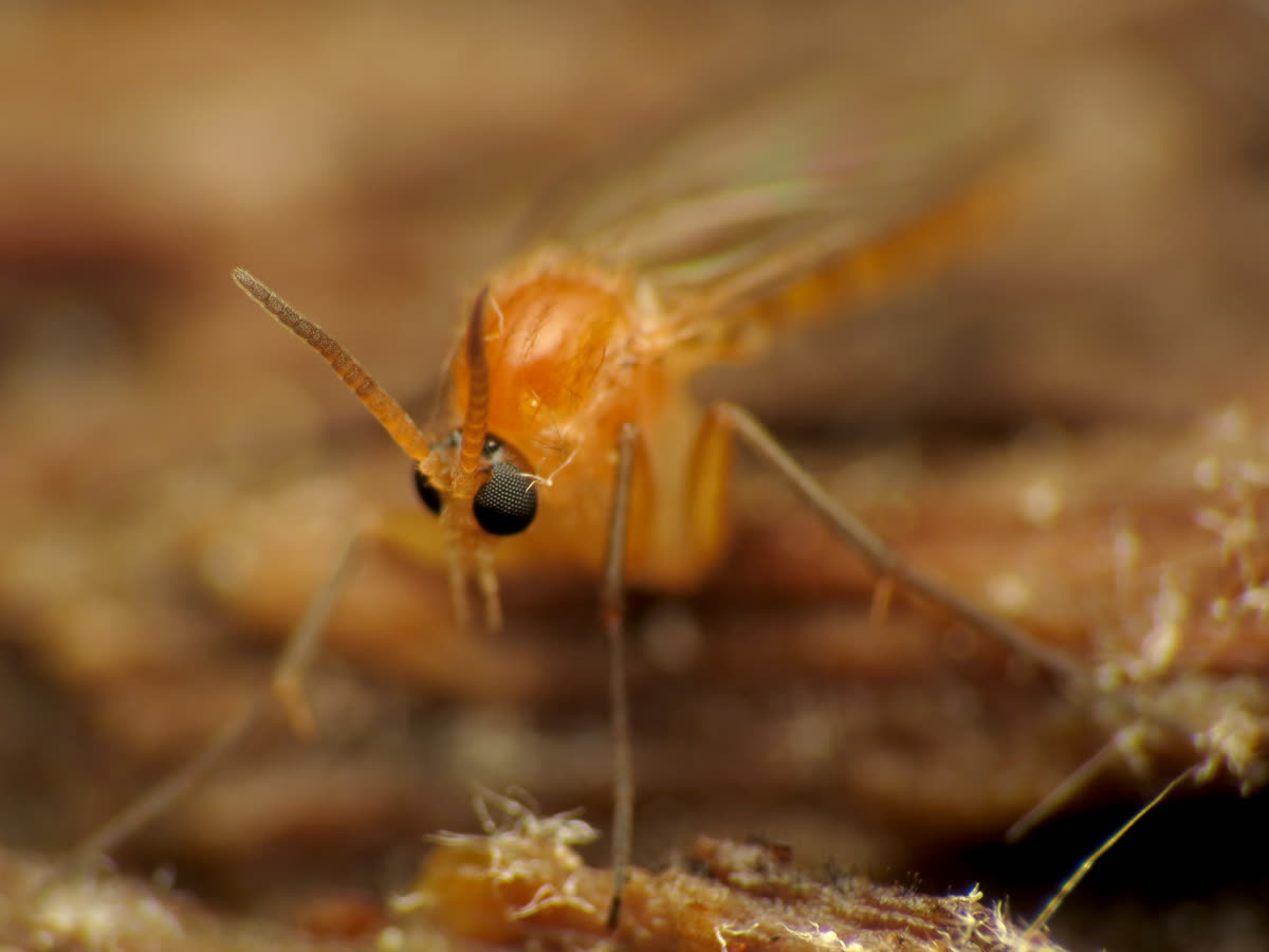 Mosca del sustrato adulta, un pequeño mosquito negro, vista de cerca en macro