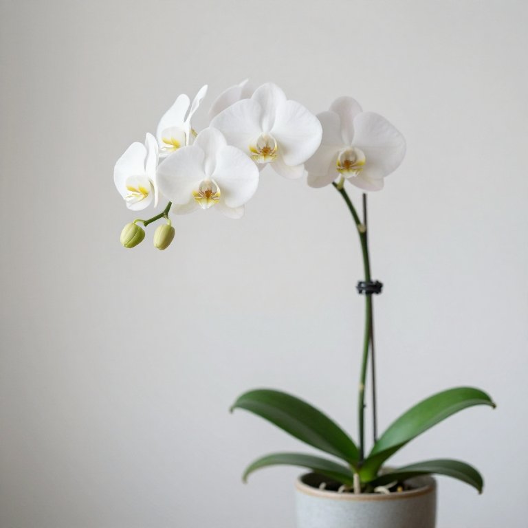 Orquídea Phalaenopsis blanca en flor en una maceta sencilla