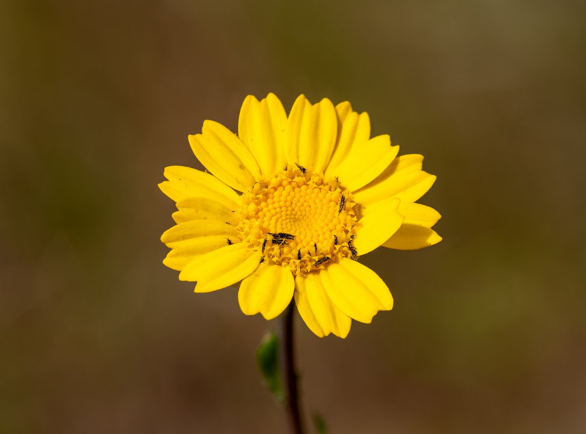 Trips (Thysanoptera), insecto alargado y diminuto, sobre una flor
